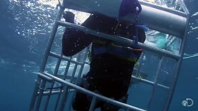 18-Foot Shark Attacks Cage _ Great White Serial Killer - Shark Week 2013