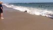 Des centaines de requins chassent en bord de plage, presque échoués!