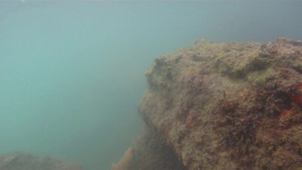 Polvo gigante, Praias, Mares, Apneia, Natureza Marinha, Ubatuba, SP, Brasil, Marcelo Ambrogi, (55)