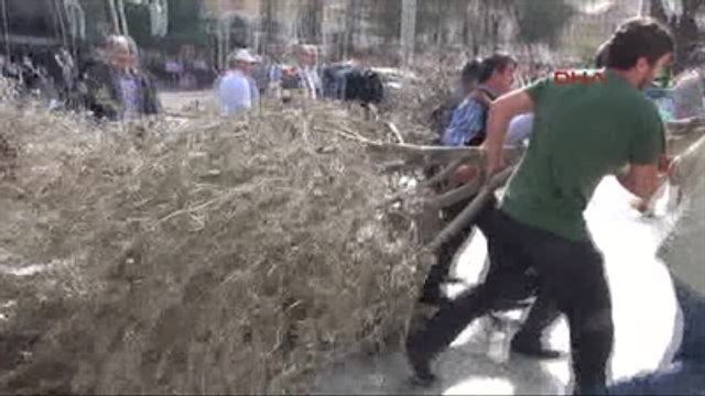 Manisa Termik Santral İçin Kesilen Zeytin Ağaçlarını Valilik Önüne Bıraktılar