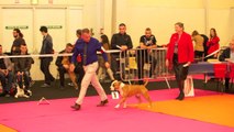 Nationale d'Élevage 2014 -France American Staffordshire Terrier