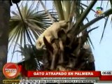 Ate: Rescatan a gato atrapado en la cima de una palmera