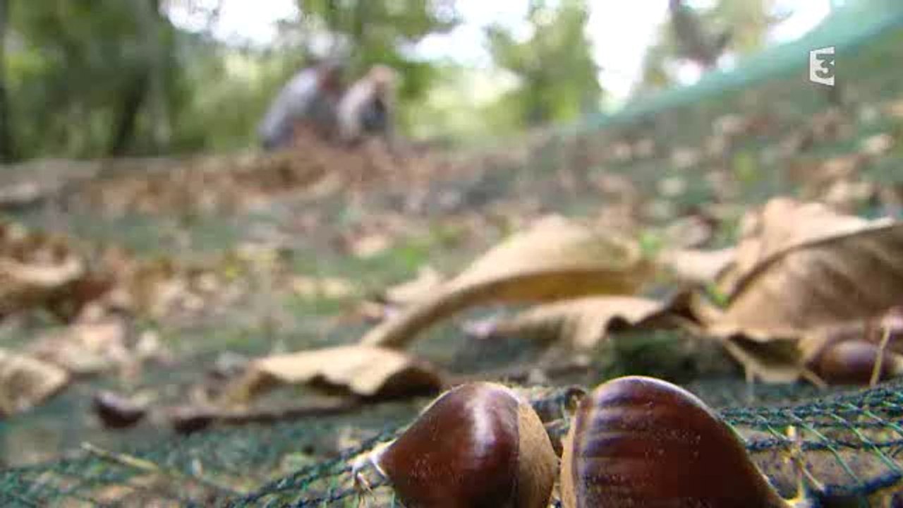 Les châtaignes de Saint-Martin-de-Bouboux en Lozère