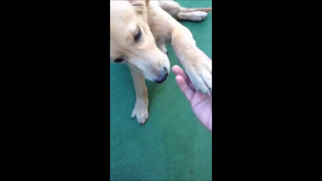 Golden Retriever Eğitim - Pati Ver Komutu