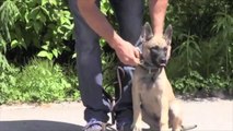 BELGIAN MALINOIS PUPPY WORKING IN PROTECTION | CCPROTECTIONDOGS.COM