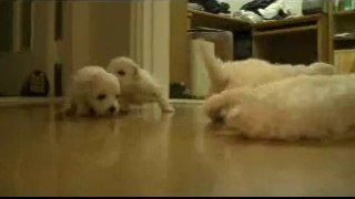 3 Week Old Bichon Frise Puppies