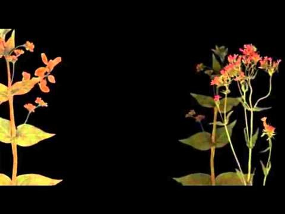 DAMH - Hansi (Official Video)