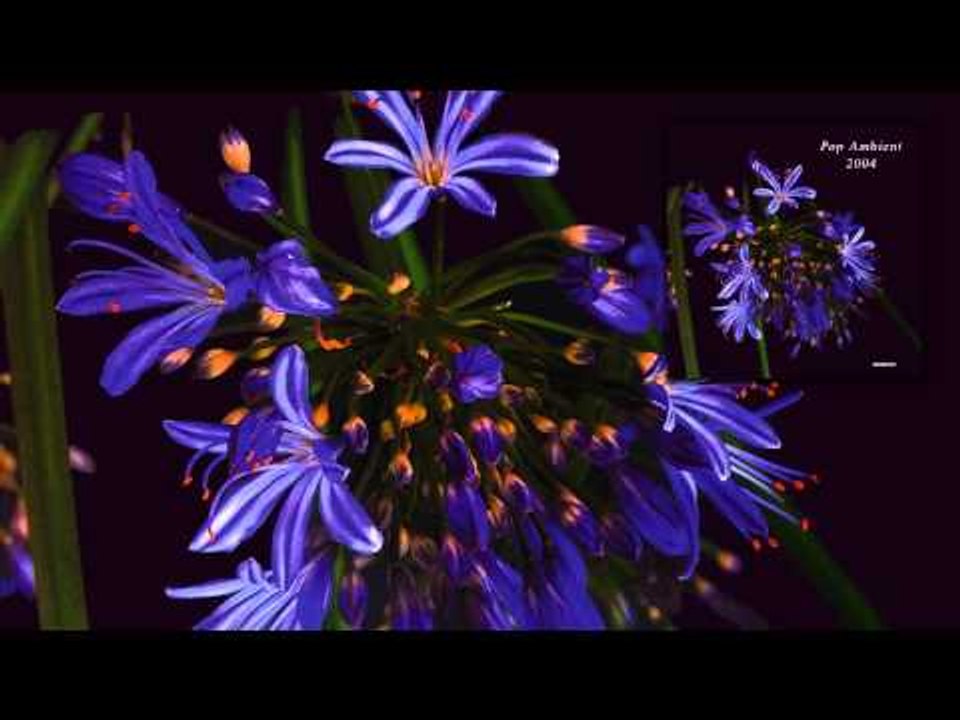 Andrew Thomas - Fearsome Jewel 9 'Pop Ambient 2004' Album
