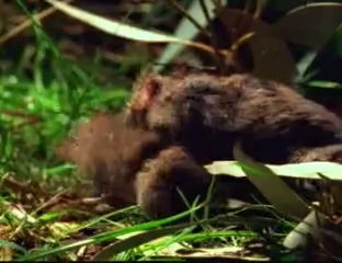 Seks Bağımlısı Erkek Farenin Dramı