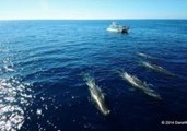 Drone Video Shows Sperm Whales Off California Coast