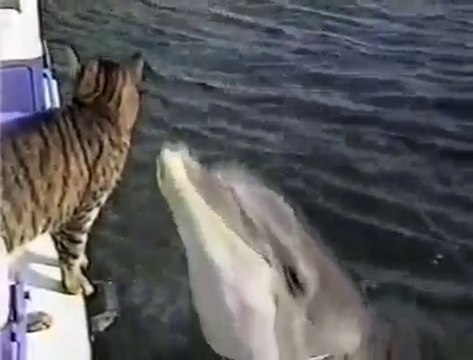 Un dauphin sympathise avec un chat