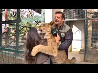 Kendini Kedi Sanan Evcil Aslan