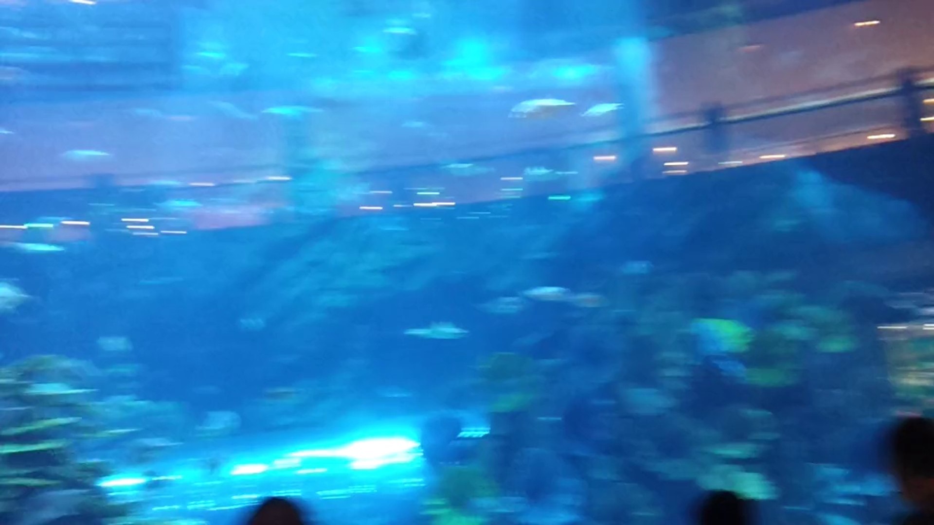 ⁣Dubai aquarium