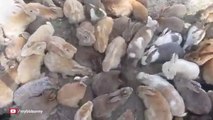 Japanese Island of Rabbits