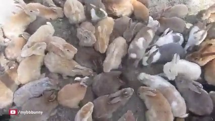 Japanese Island of Rabbits