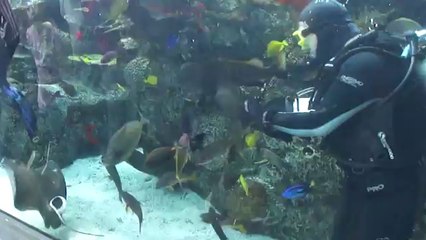 Stingray Traps The Fish