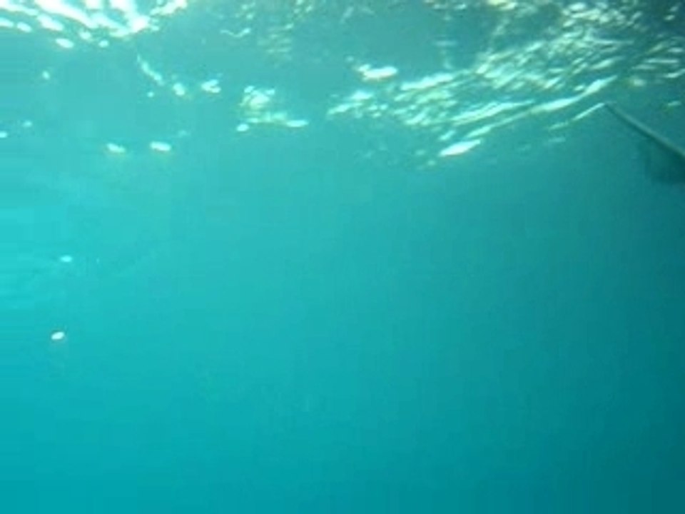 Beluga - Georgia Aquarium