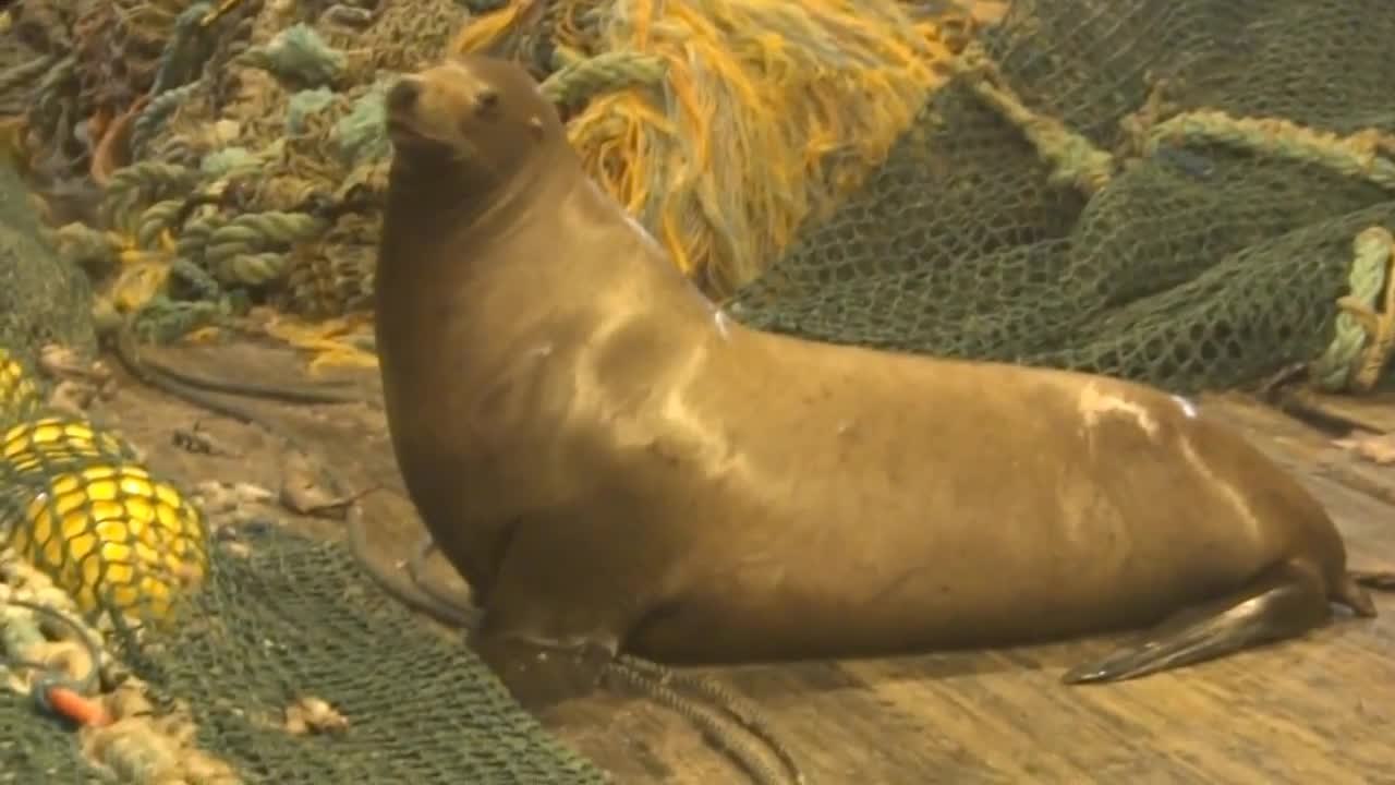 Des pêcheurs capturent un Lion de Mer