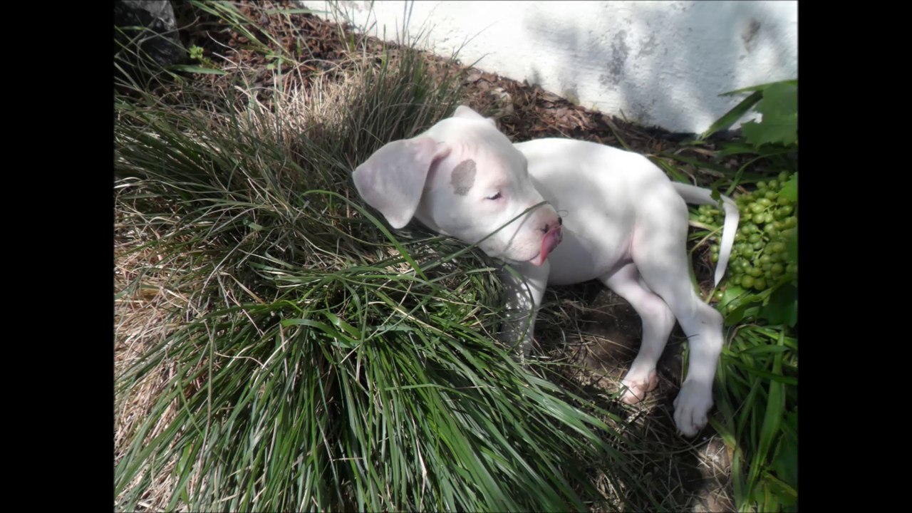 Dogo Argentino>>>LUNA>
