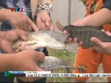 Mô hình nuôi cá rô phi qua vụ đông ở ao chuyên nuôi tôm - nghenong.com