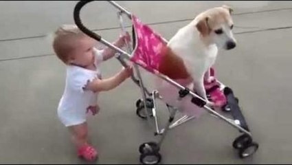 Babies and dogs take each other for a walk videos