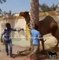 Watch Camel pulls butcher from mouth and throws away
