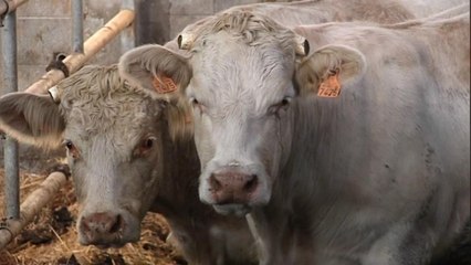 Normandie: un éleveur retrouve une vache découpée en morceaux