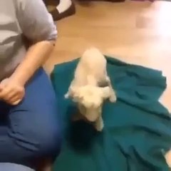 Goat gives it all it&#039;s got