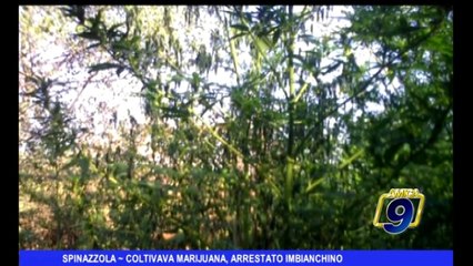 Download Video: SPINAZZOLA | Coltivava marijuana, arrestato imbianchino