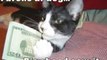 MUST SEE - Very Funny Cats 28 - Dailymotion video_2
