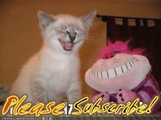 MUST SEE - Very Funny Cats 31