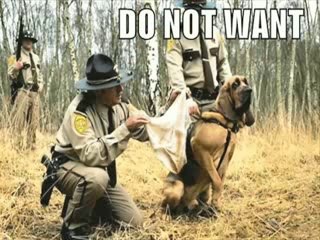 MUST SEE - Very Funny Dogs 2