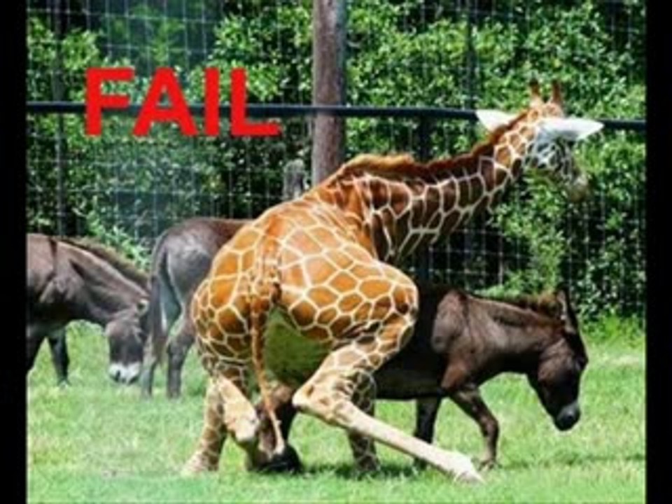 Funny fails