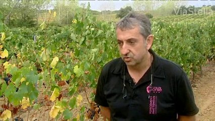 Le drôle de ballet des vendanges nocturnes