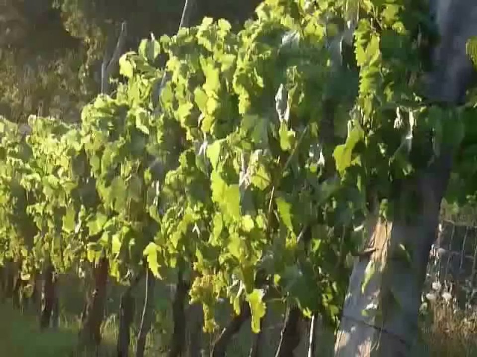 _bio-agriturismo im cilento_ - renatour