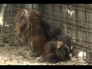Bacoli (NA) - Animali segregati in gabbie, sequestrato allevamento -2- (14.10.14)