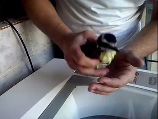 Un homme réanime un petit oiseau noyé dans sa piscine