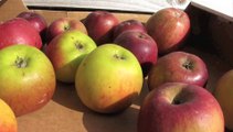 Jardinage: comment bien conserver les pommes?