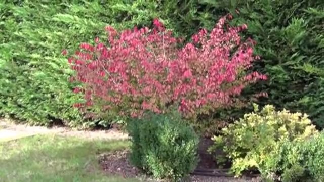 Dijon Toison d'or maison 5 chambres - Agence CARREZ immobilier