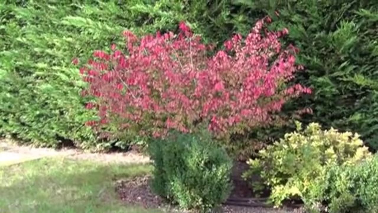 Dijon Toison d'or maison 5 chambres - Agence CARREZ immobilier