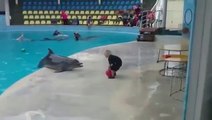 Toddler Plays Catch With Dolphin