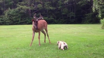 Who knew a little french bulldog was so scary