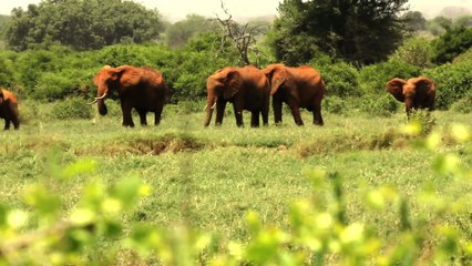 Yeniden Yeryüzü - Arı Çiti