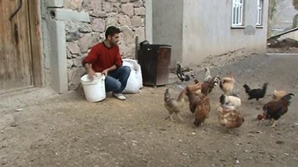 Buzdolabında "Civciv" Üretiyor