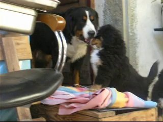 11 oct Jäger et Jeudi avec la tortue