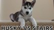 Cute Husky Puppy Is Terrified of Stairs