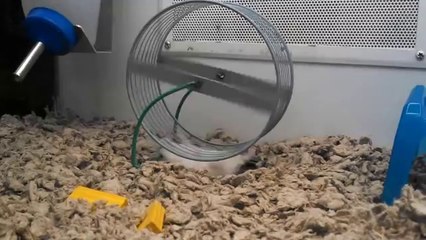 Ce hamster n'a pas comprit comment utiliser sa roue!