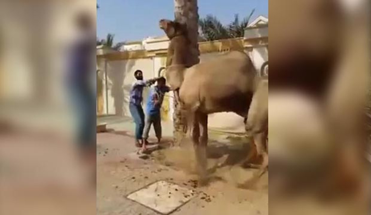 Camel Revenge