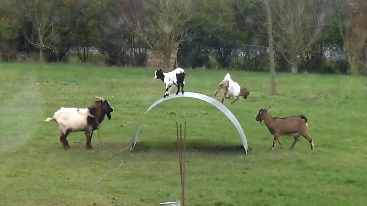 Fun Fun Fun...é só diversão !