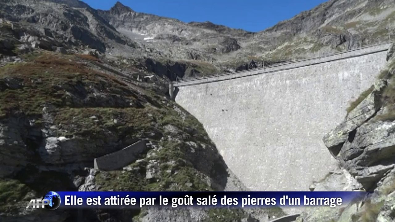 Une femelle bouquetin escalade un barrage ultra raide avec son petit
